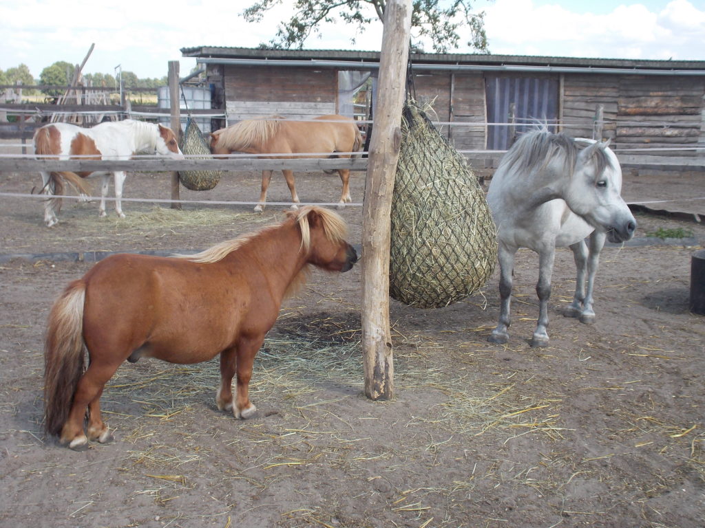 Ponys knabbern am Heunetz, gesunde Ernährung