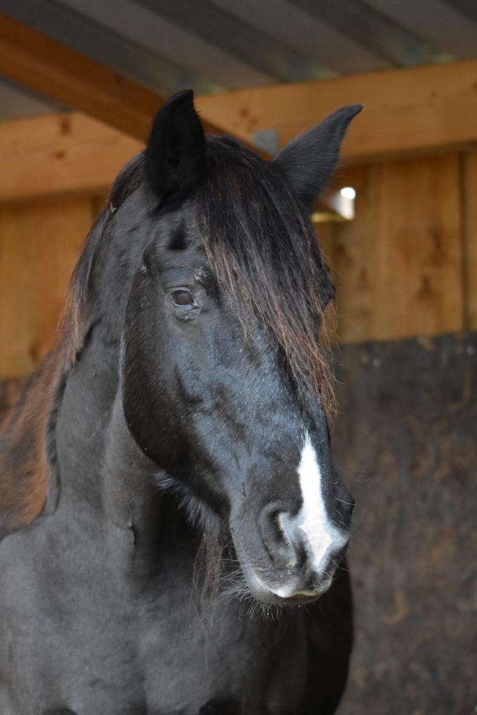 Pferd im Portrait, Ruhe, Reflektion