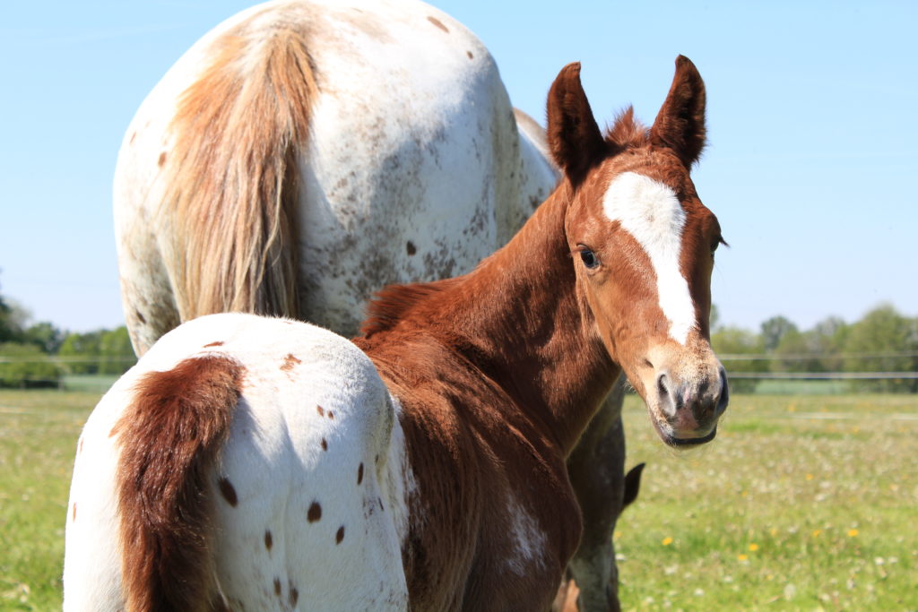 Fohlen schaut neugierig zurück, Appaloosa